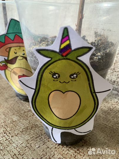 Авокадо растение