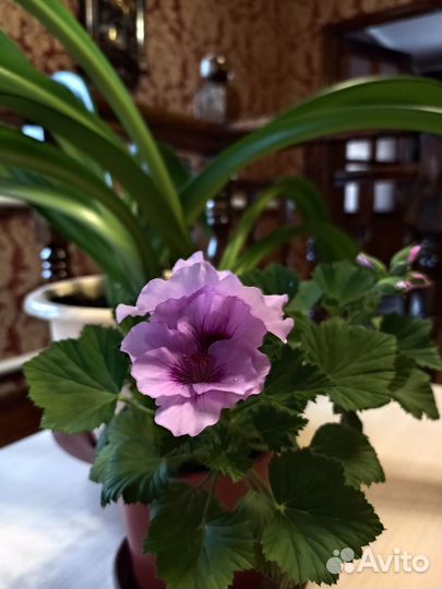 Эухарис амазонская лилия