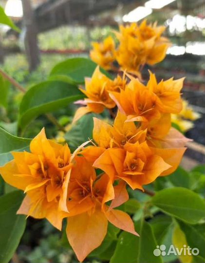 Комнатные растения