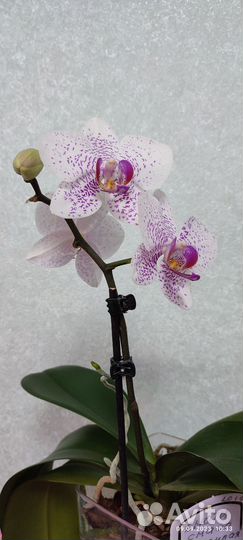 Орхидея фаленопсис маурицио или красивая улыбка