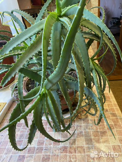 Продам Алое Трехлетнее И деток