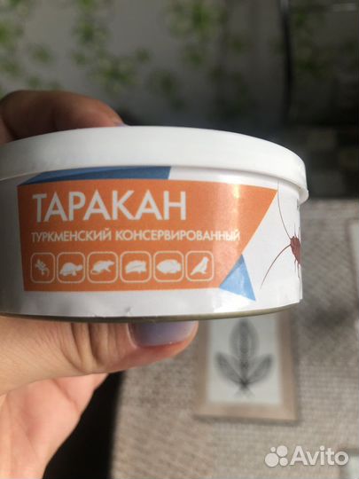 Туркменский таракан консервированный