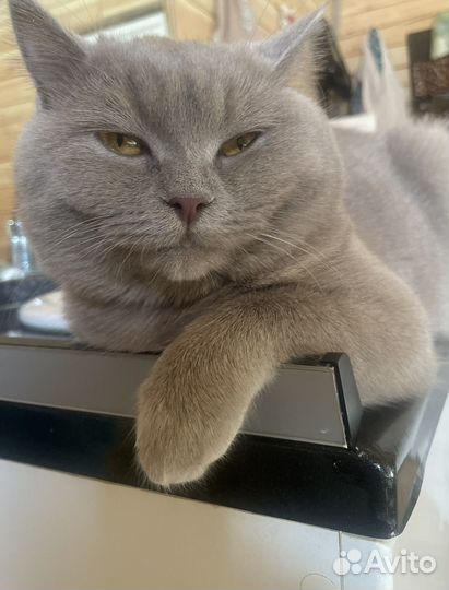Вязка