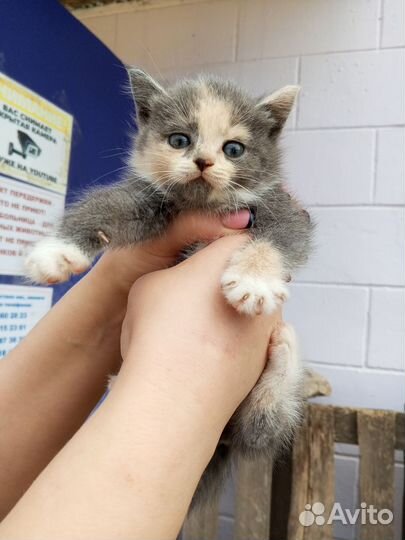 Трёхцветная девочка ищет дом