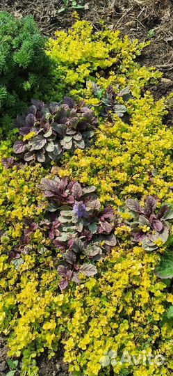 Вербейник монетчатый Голдилокс