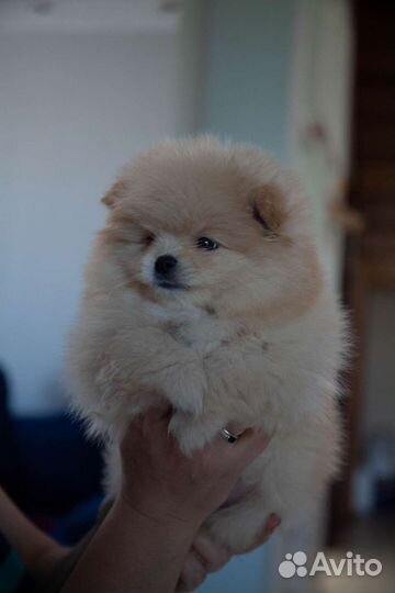 Померанский шпиц щенок