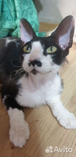 Котята метисы