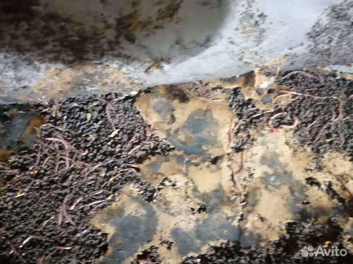 Черви для рыбалки