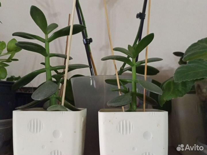 Фиалка, церопегия Вуди вариегатная, аглаонема