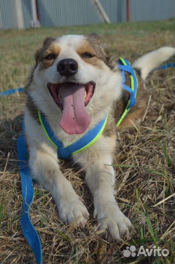 Красивая собака ищет дом