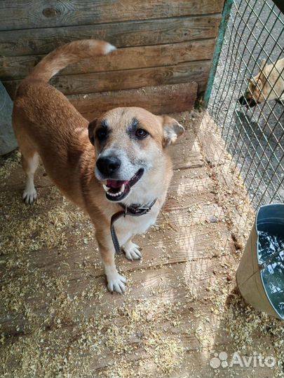 Малышка Шейла. Собака в дар. Приют Некрасовка