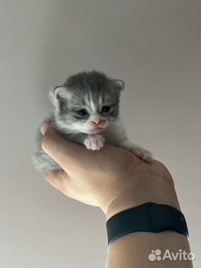 Британские котята