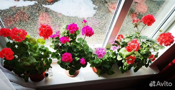 Пеларгония герань