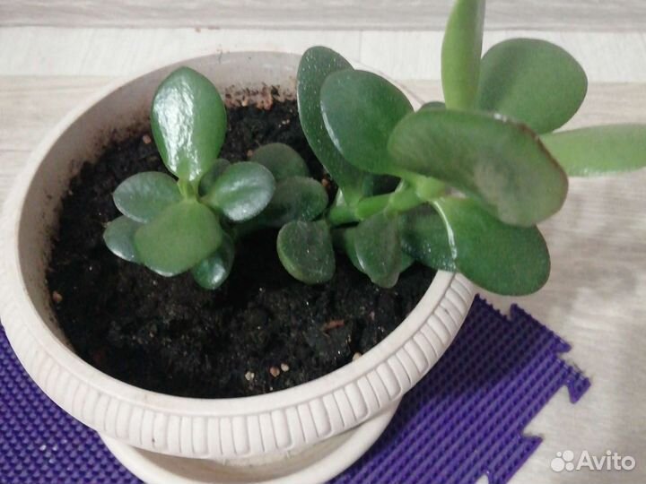 Красула толстянка