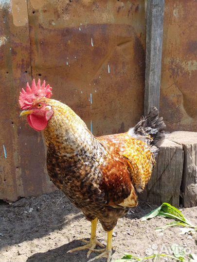 Петух породы 