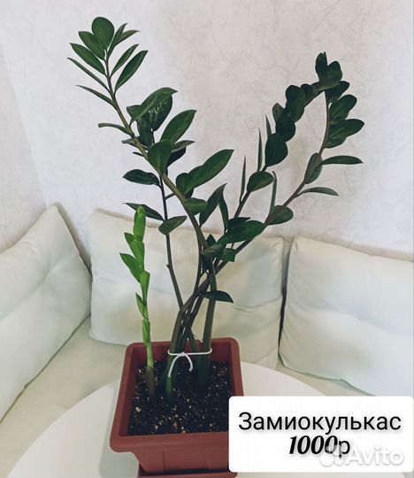 Цветы в подарок