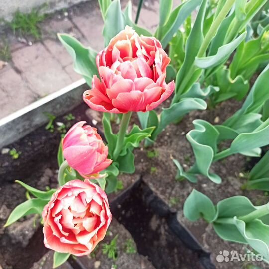 Тюльпаны Махровые в ассортименте. Каллы