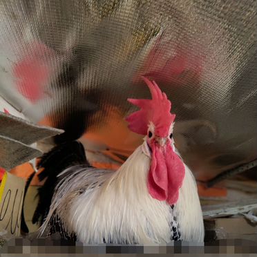 Инкубационное яйцо породных Кур