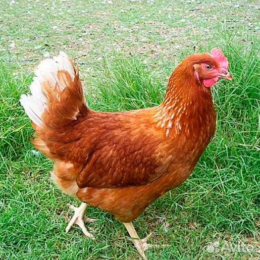 Молодок и куры