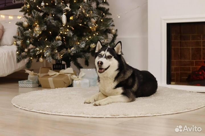 Сибирский хаски