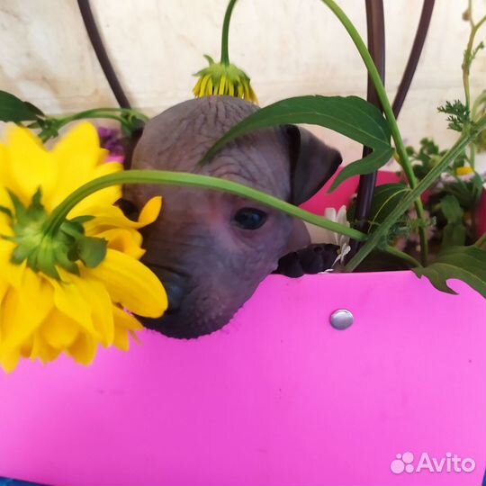 Мексиканская голая собака мини