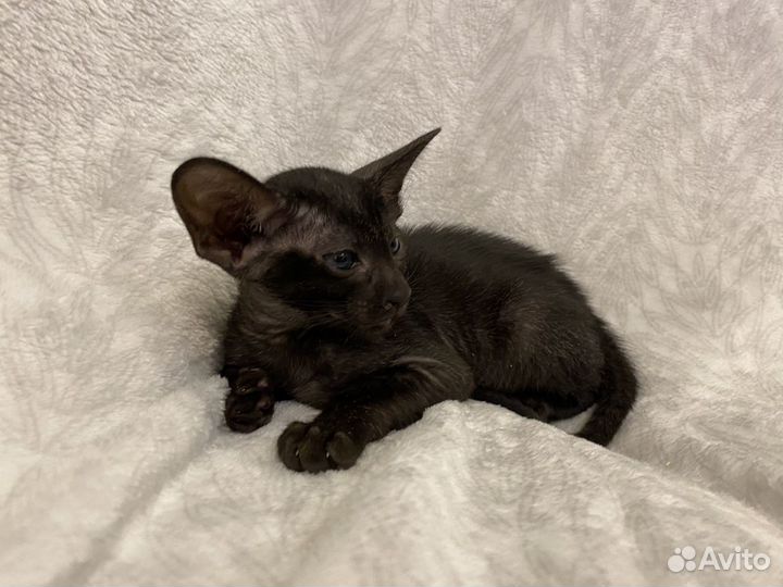 Ориентальная