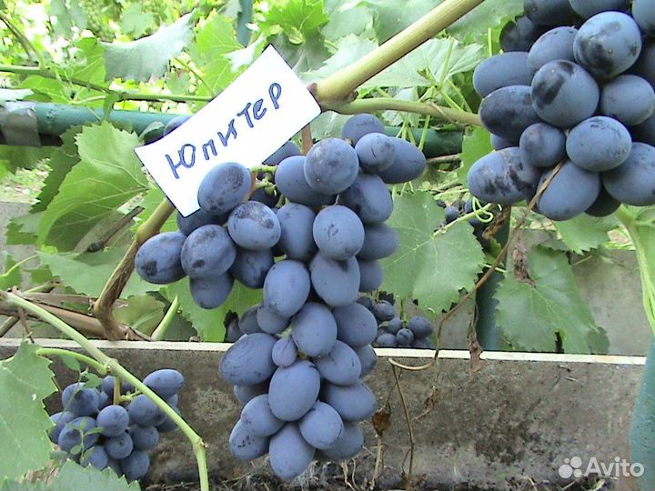 100 элитных сортов винограда