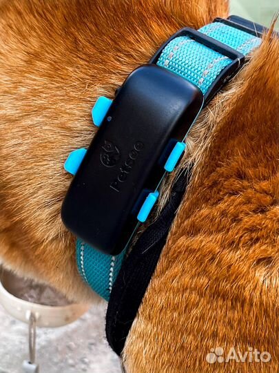 Трекер для собак Petsee