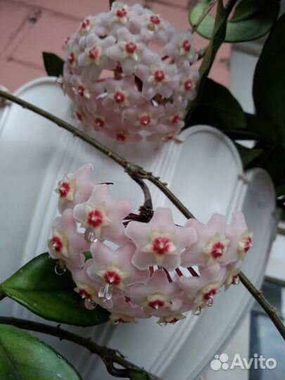 Продам хойи