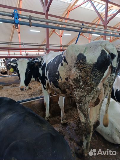 Коровы дойные холмогорские