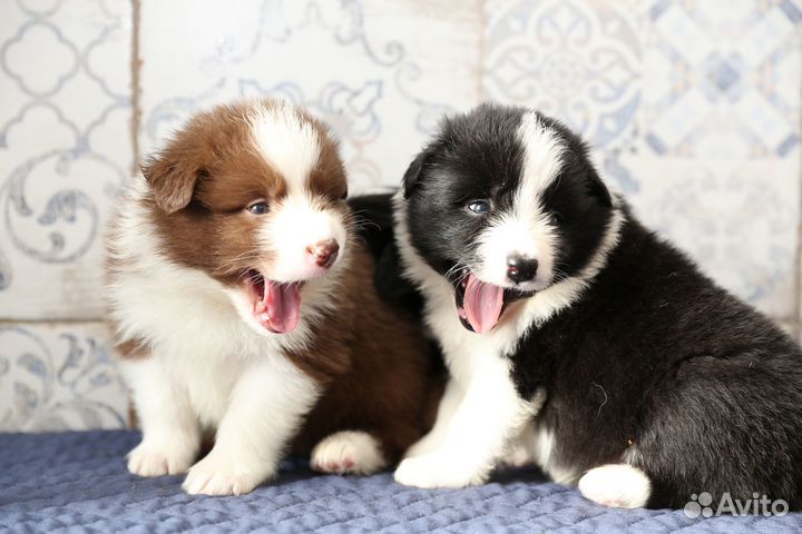 Бордер колли