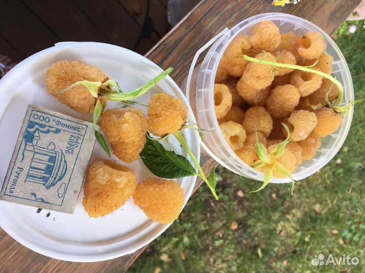 Желтая малина