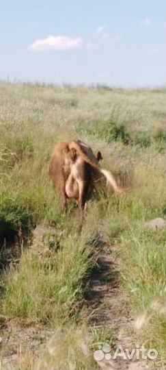 Корова стельная дойная