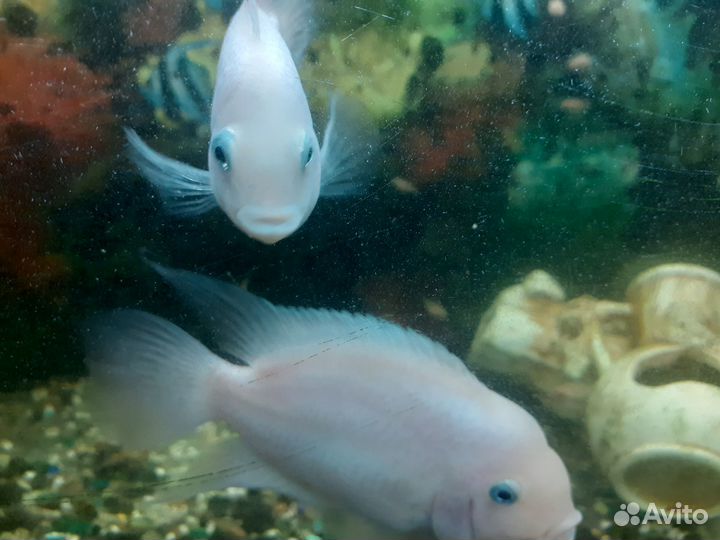 Рыбки камета, цихлиды