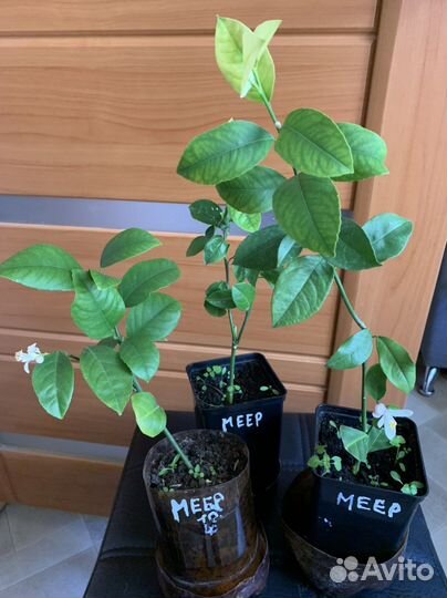 Лимон Мейера