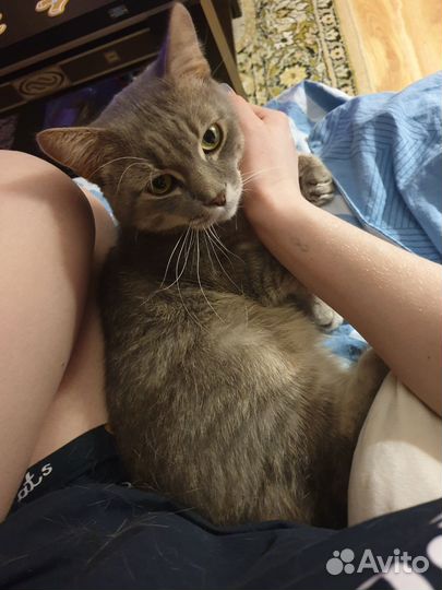 Кот на вязку