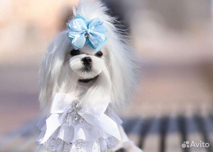 Услуги грумера. Стрижка собак