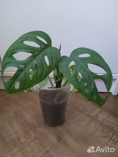 Монстера манки