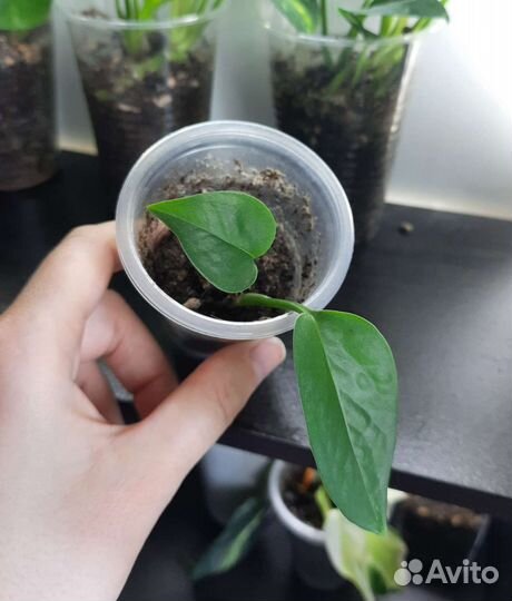 Сциндапсус эпипремнум