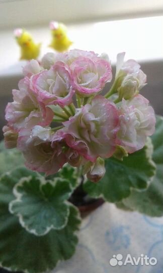 Пеларгонии сортовые пестролистные