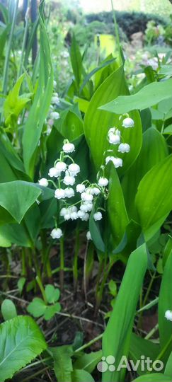 Маргаритки садовые, ландыши садовые