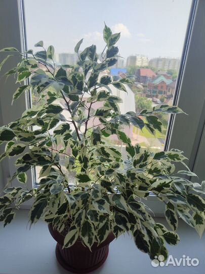 Фикусы бенджамина пестролистные