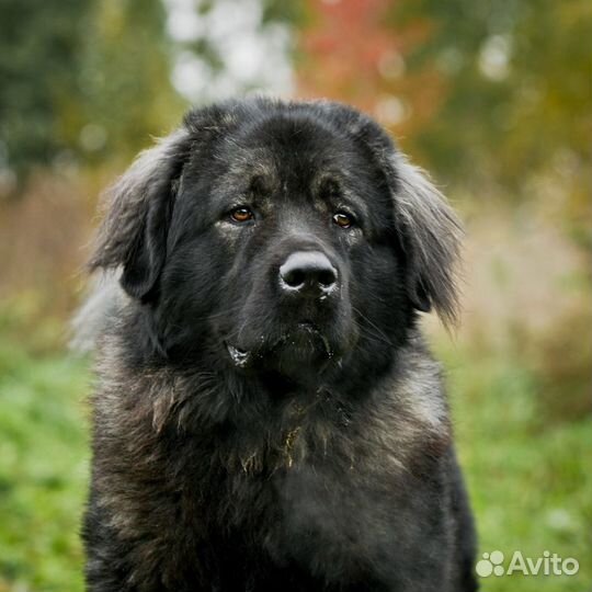 Черный кавказец в дар