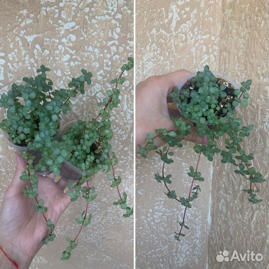 Часть 7. Пеперомия,Церопегия, суккуленты, пилея