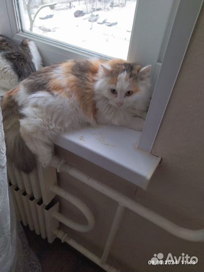 Молоденькие кошечки