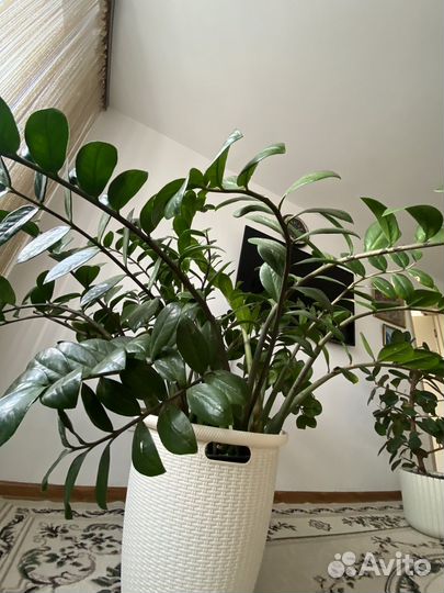 Замиокулькас