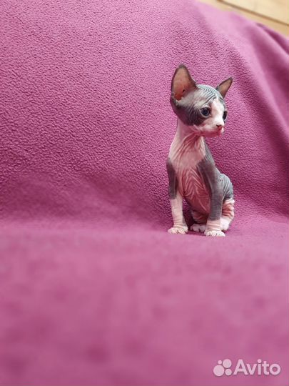 Канадский сфинкс котенок