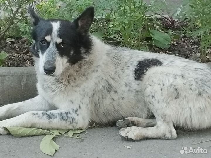 Собака в добрые руки