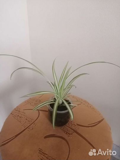 Хлорофитум