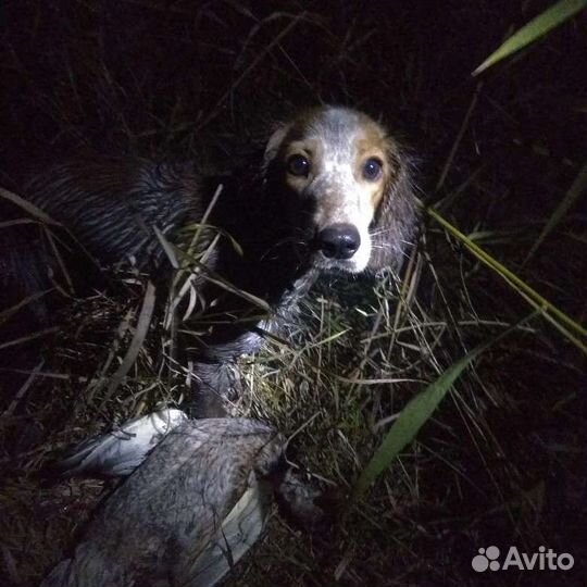 Щенки русского охотничего спаниеля